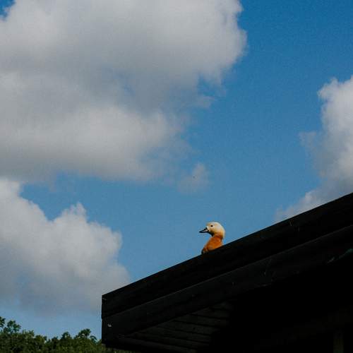 Photo #13716310
