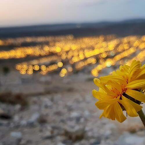 Golden Glimmer in the Town