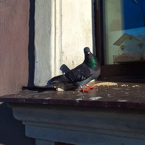 Photo #13716601