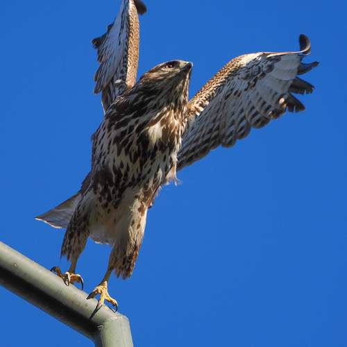 Photo #13716658