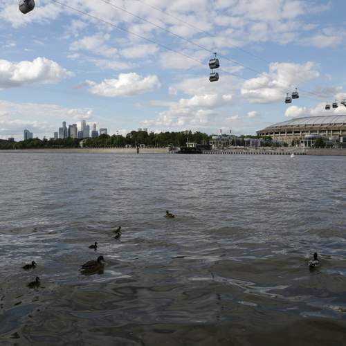 Птицы в городе Москве.