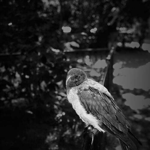 Photo #13717003