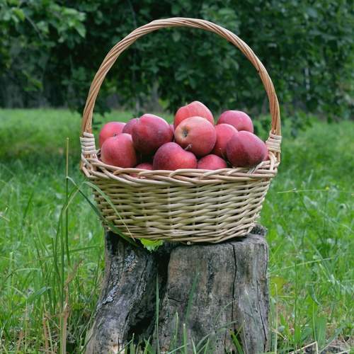 Photo #13717004