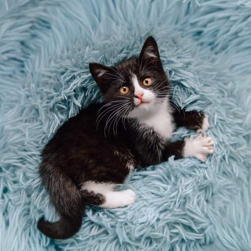 Photo #13717450