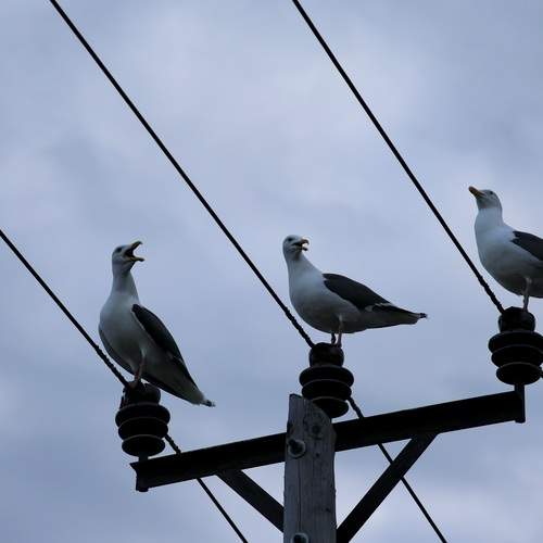 Photo #13717452