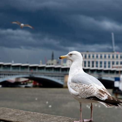 Photo #13717465