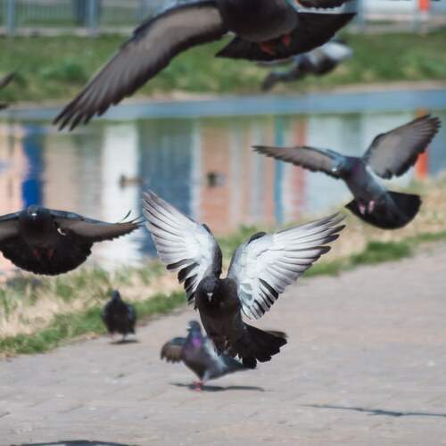 Photo #13717764