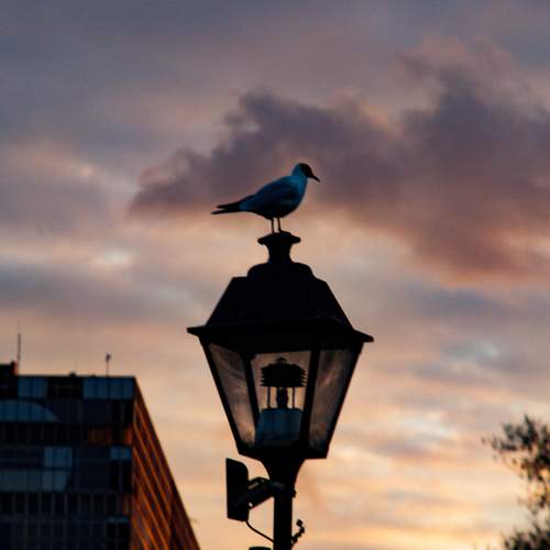 Photo #13717921