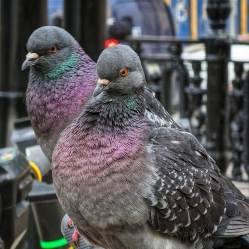 Photo #13717929