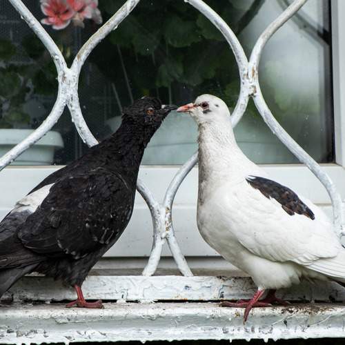 Photo #13717947