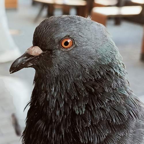 Photo #13718103