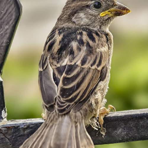 Photo #13718265