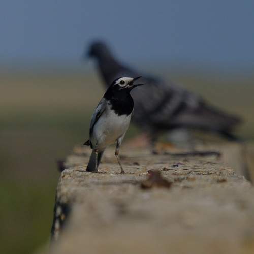 Photo #13718428