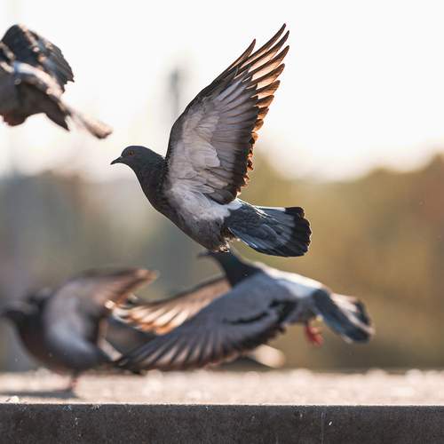 Photo #13718437