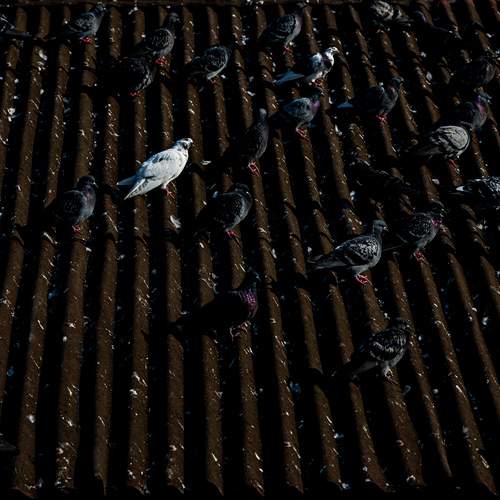 Photo #13718439