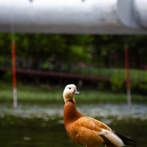 Photo #13718576