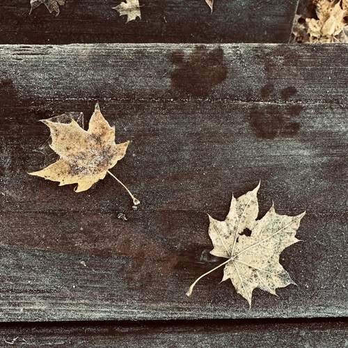 Photo #13718650