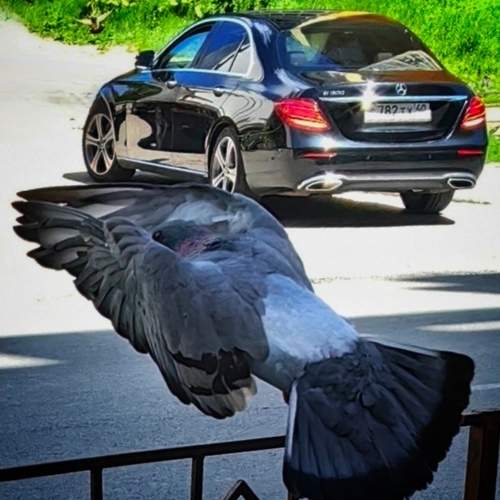 Photo #13718745