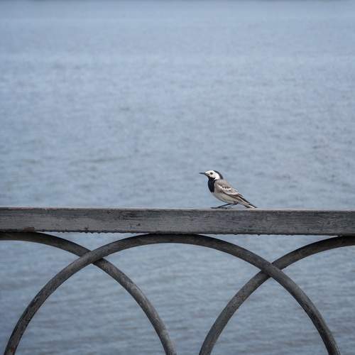 Photo #13718874
