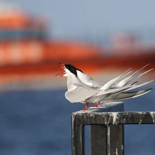 Photo #13719356