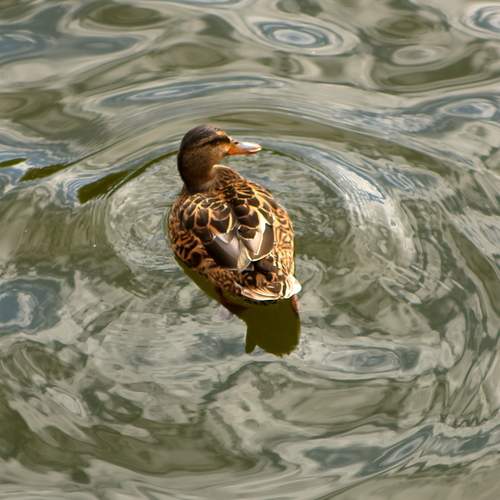 Photo #13719461