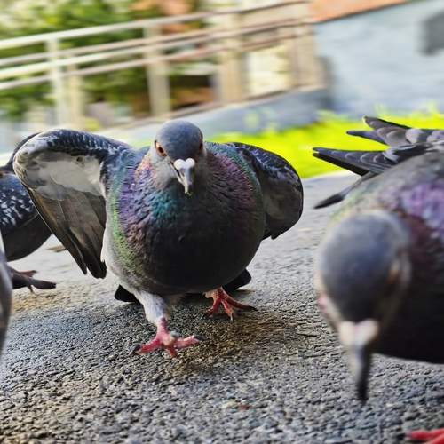 Photo #13719557