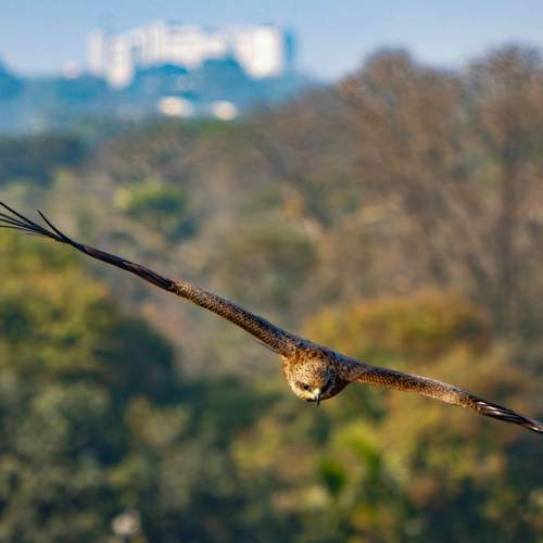Photo #13719588