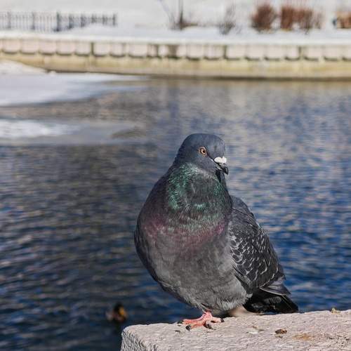 Photo #13719804