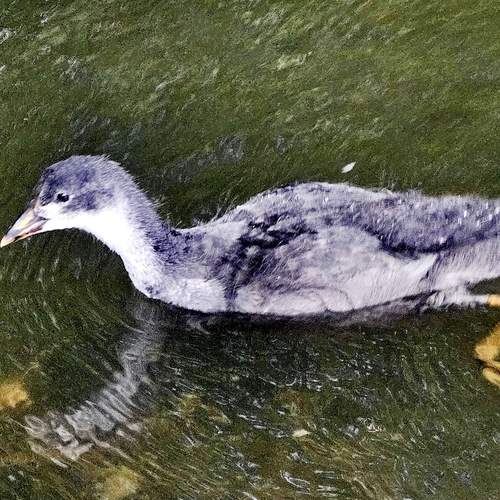 Photo #13720028