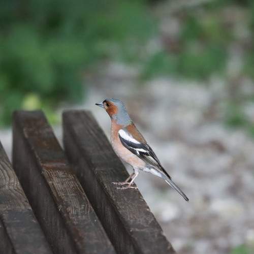 Photo #13720084