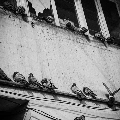 Photo #13720092