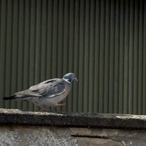Photo #13720097