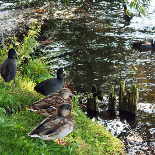 Photo #13720262