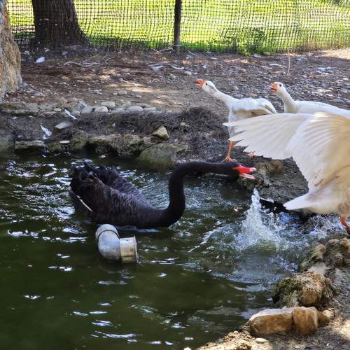 Photo #13720681