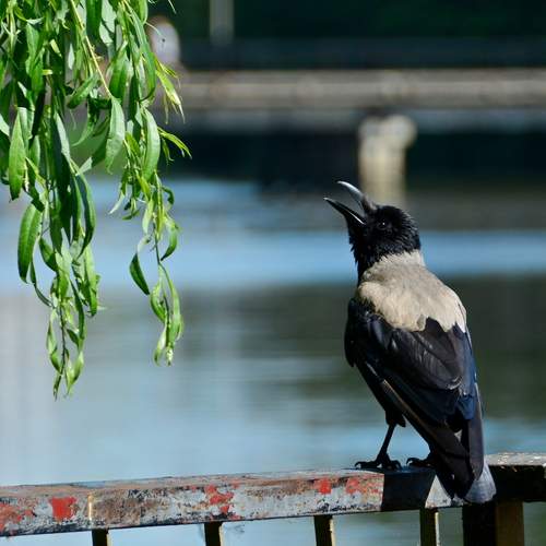 Photo #13720727
