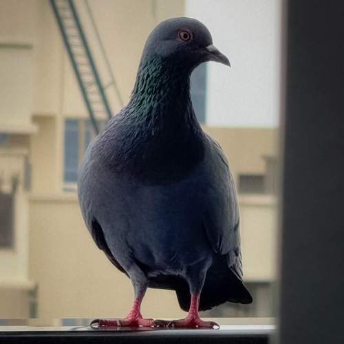 The Urban Sentinel