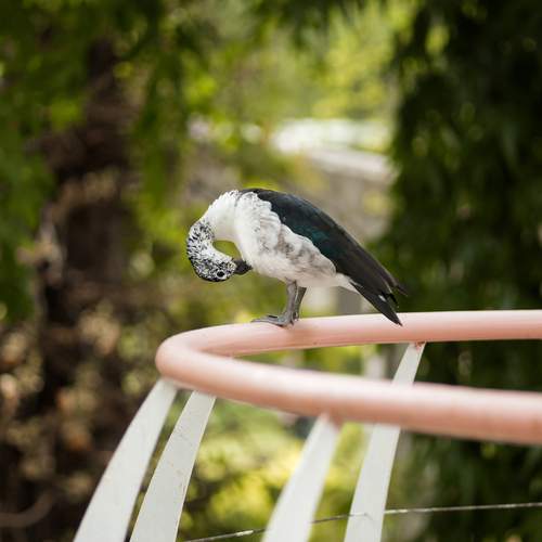 Photo #13720787