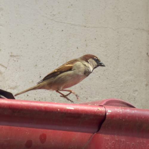 Photo #13720810