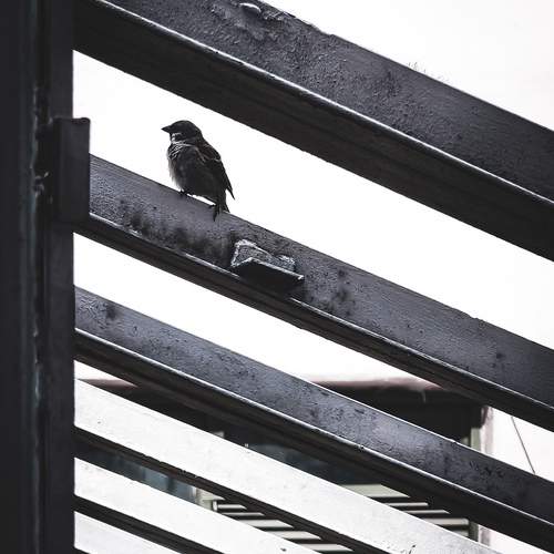 Steel and Feather