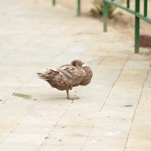 Photo #13720914