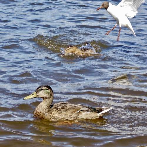 Photo #13720967