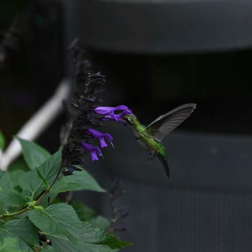 Photo #13720987