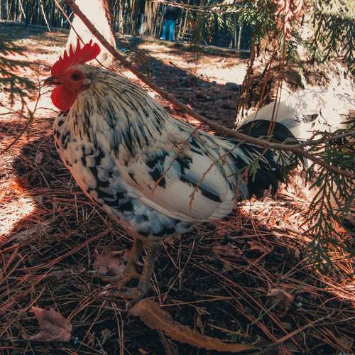 Photo #13720988