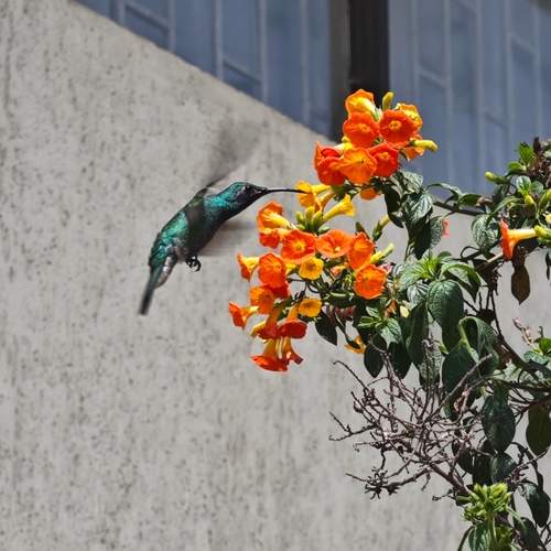 Photo #13721000