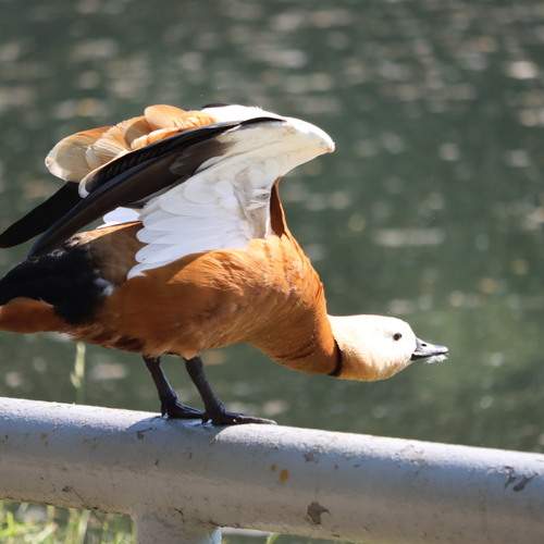 Photo #13721001