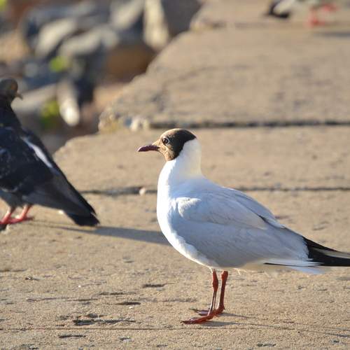 Photo #13721055