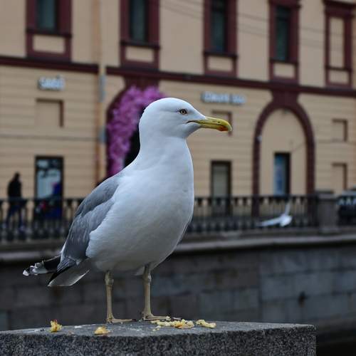 Photo #13721163