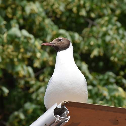 Photo #13721205