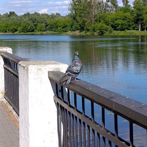 Photo #13721410
