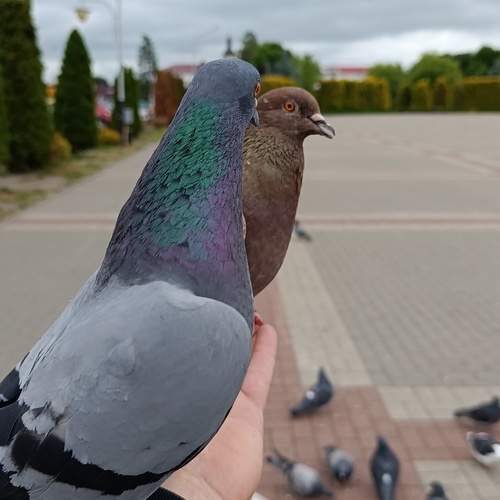 Photo #13721411